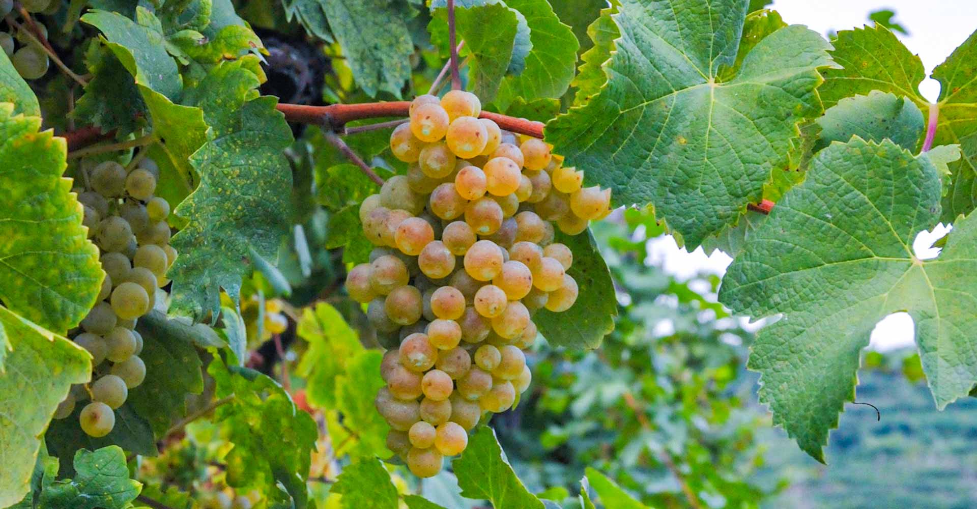 Prosecco je odrůda hroznů